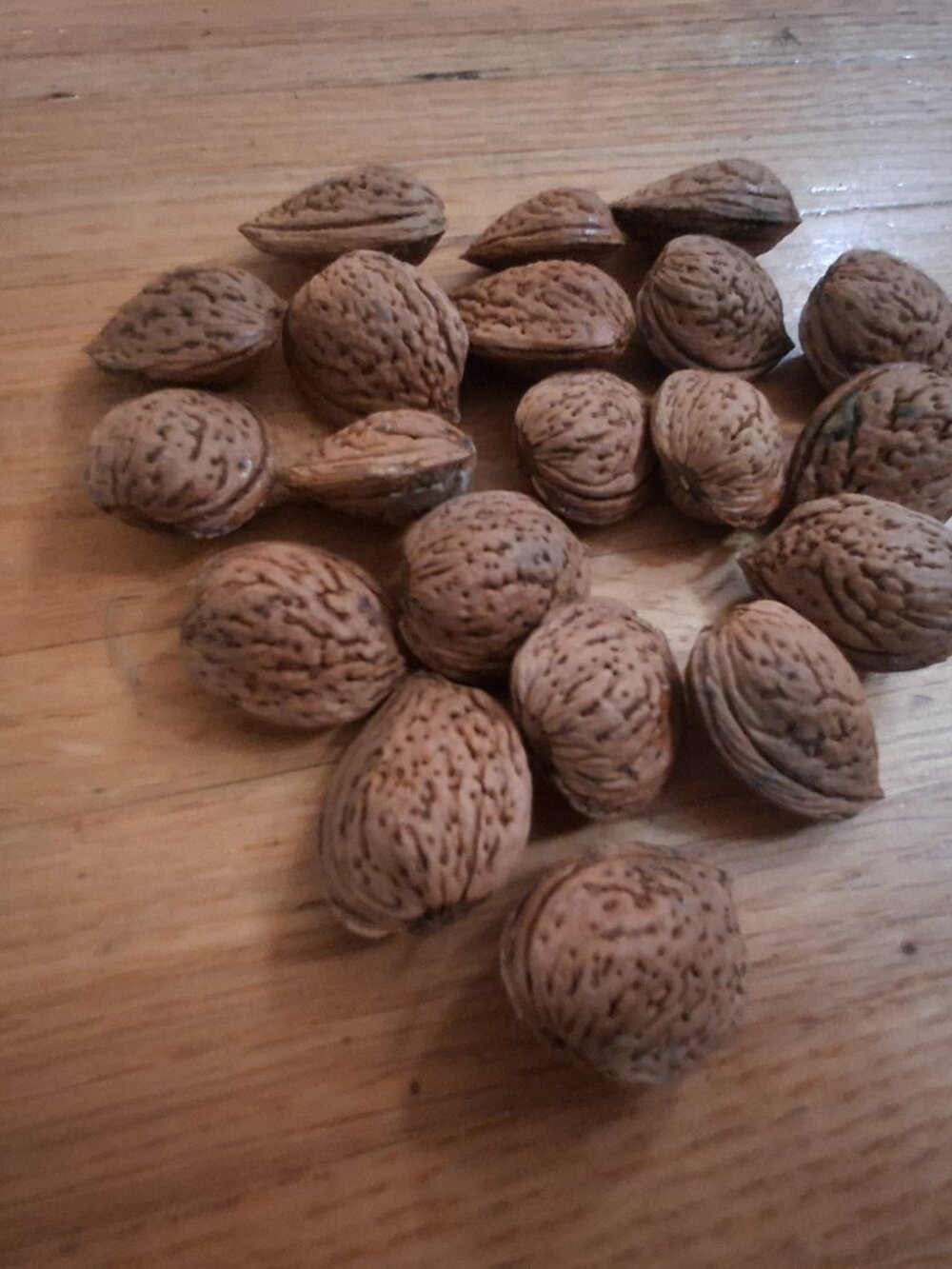 20 Real Natural Peach Tree Peach Pits Seeds Stones Crafts